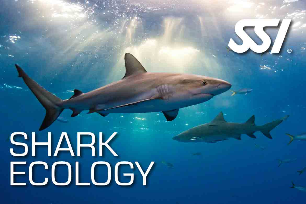 SSI Shark Ecology