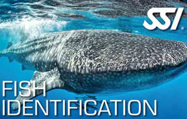 SSI cursus Fish Indentification